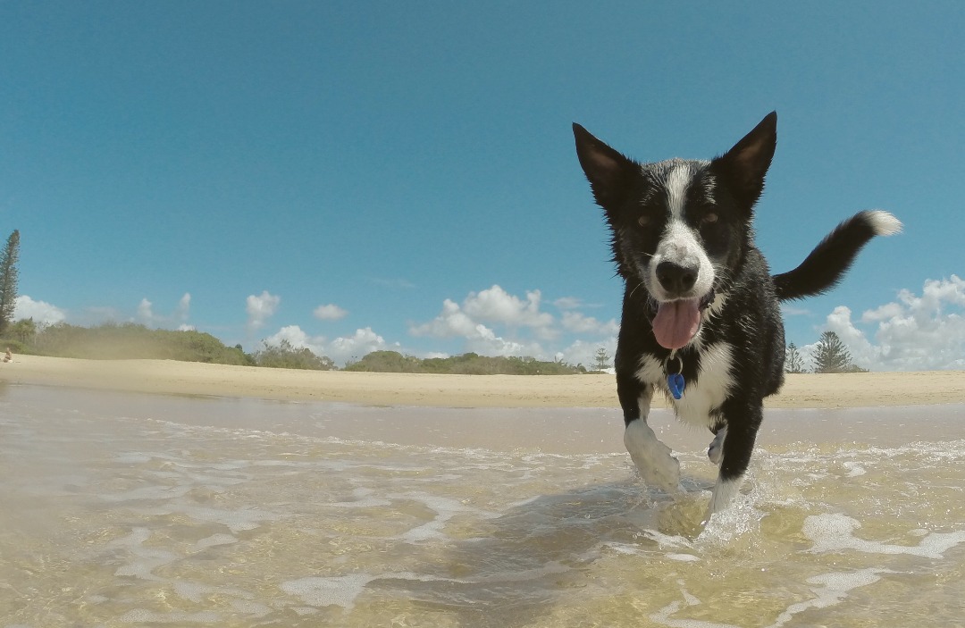 Ear drops for outlet dogs after swimming